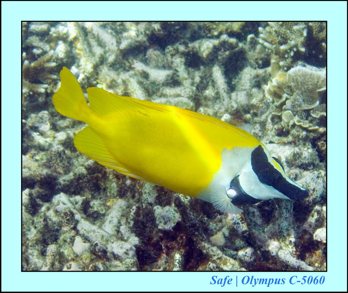 2008 - 07 - Redang - 012